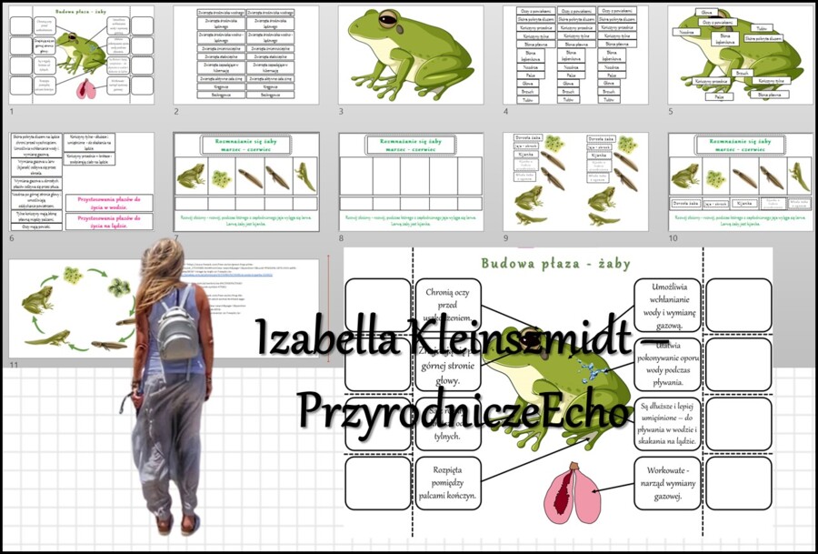 Materiał do zalaminowania/praca w grupach/stacje zadaniowe/układanka/puzzle oraz notatka okienkowa „Budowa żaby”, „Rozwój żaby”. „Płazy - kręgowce środowiska wodno-lądowego” w pdf. Biologia 6, dział „Kręgowce zmiennocieplne”.