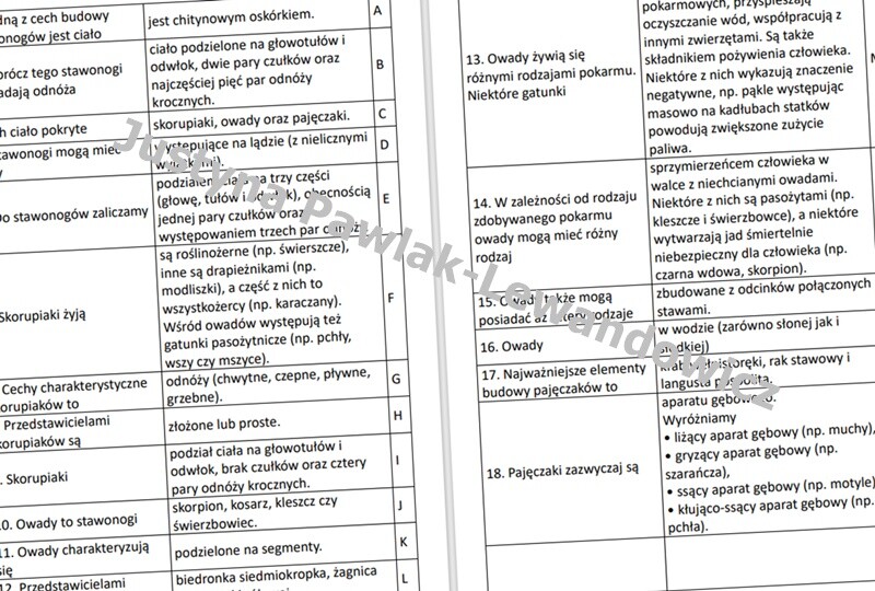 Stawonogi i mięczaki (rozsypanka)