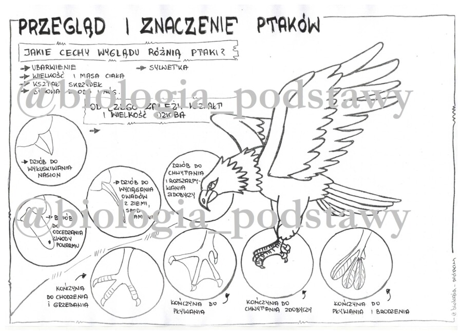 Klasa 6 - Ptaki - przegląd i znaczenie - sketchnotka