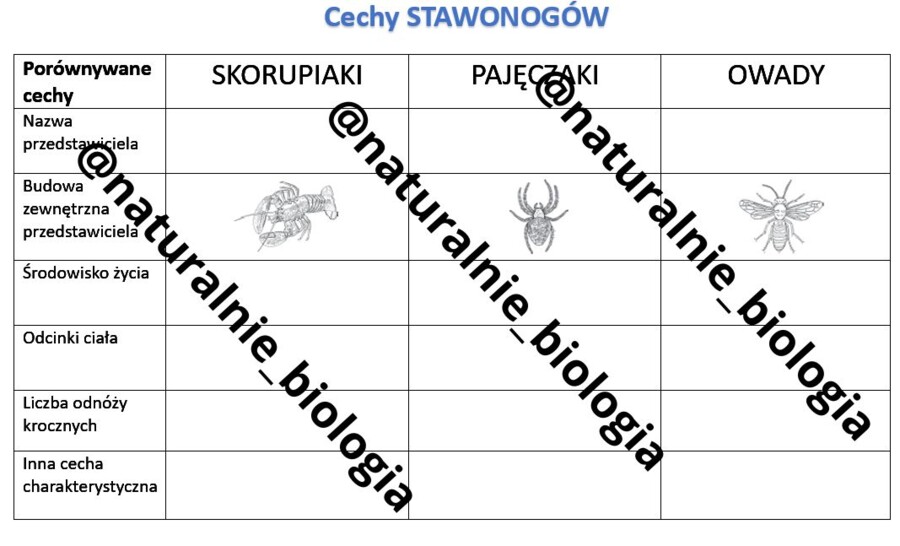 Cechy stawonogów - tabelka