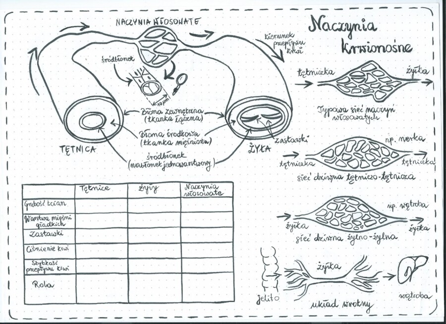 Naczynia krwionośne, sieci naczyń włosowatych