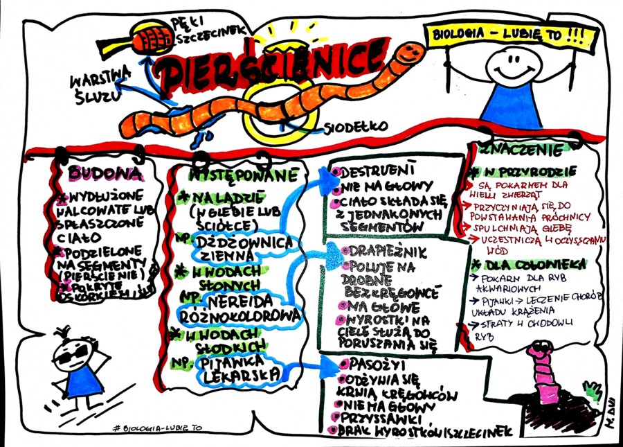 Klasa 6. Biologia. Pierścienice (karta pracy kolorowa)