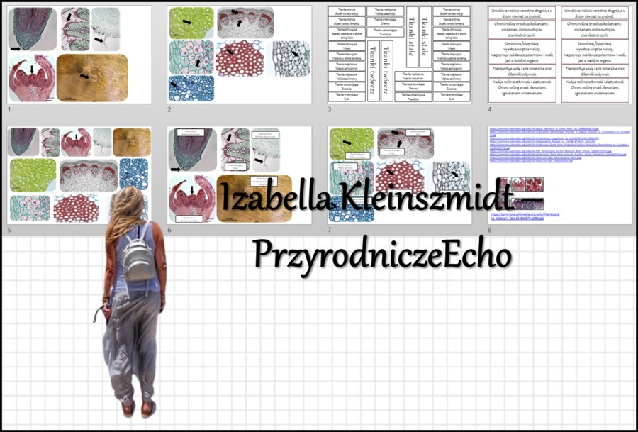 Materiał do zalaminowania/praca w grupach/stacje zadaniowe/układanka/puzzle okienkowa „Tkanki roślinne” w pdf. Biologia 5, dział „Tkanki i organy roślinne”.