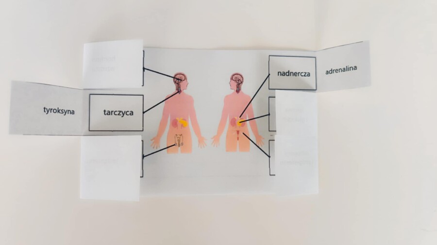 Układ hormonalny - okienkowa notatka