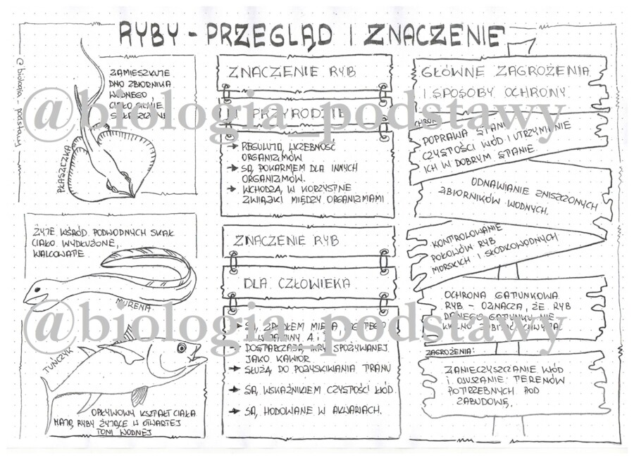 Klasa 6 - Ryby - przegląd i znaczenie - sketchnotka