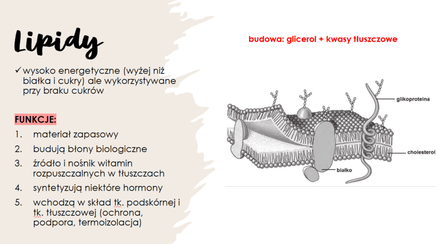Układ pokarmowy KLASA 2 PODSTAWA BIOLOGIA