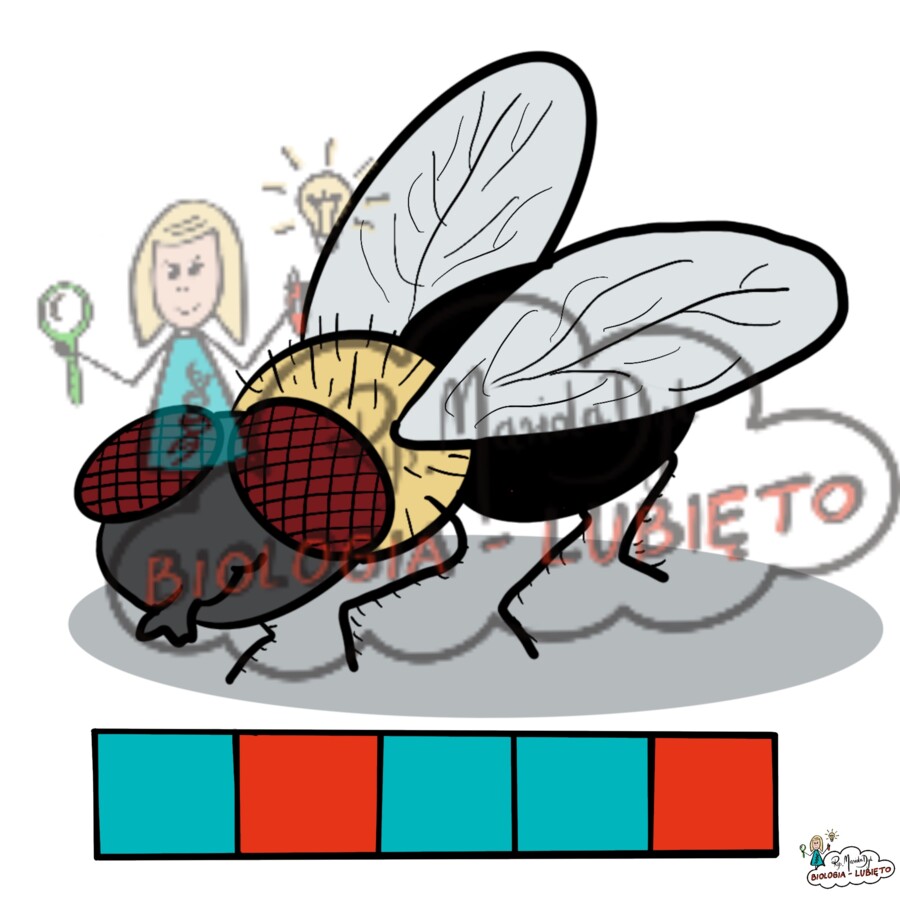 "Dzieciaki lubią zwierzaki"- karty pracy dla najmłodszych. Part.2