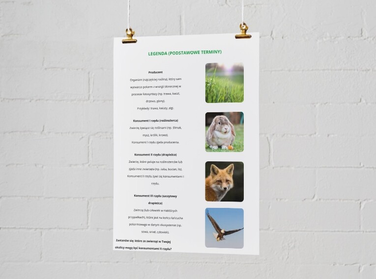 Plakat przedstawiający łańcuchy pokarmowe