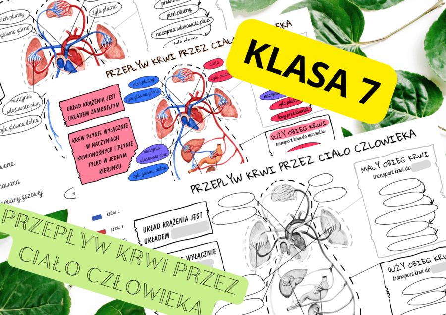 Biologia 7. Przepływ krwi przez ciało człowieka