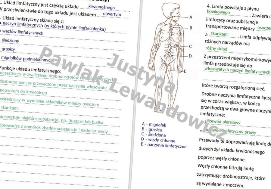 Układ limfatyczny (sketchnotka)