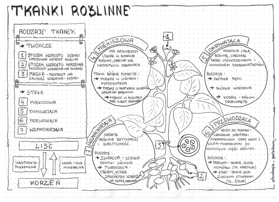 Tkanki roślinne - zestaw