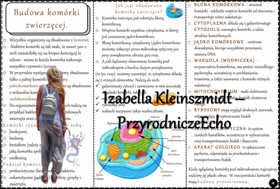 Książeczka/sketchnotka/notatka/wklejka/ściąga dla ucznia i przypomnienie dla nauczyciela/edukacja domowa. Temat „Budowa komórki zwierzęcej” w pdf. Biologia 5, dział „Budowa i czynności życiowe organizmów”. Nowość 2024/2025.