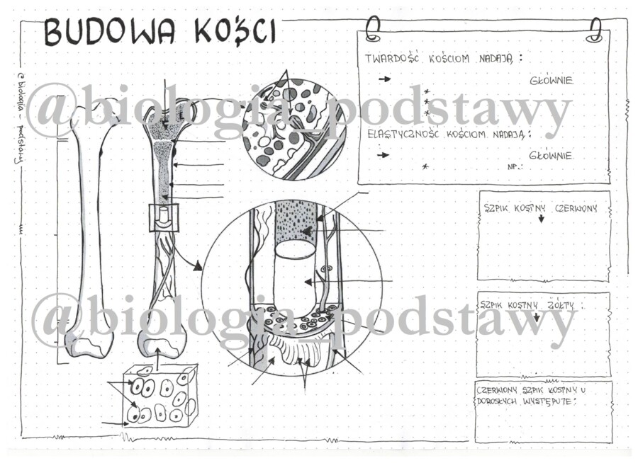 Klasa 7 - Budowa kości - sketchnotka