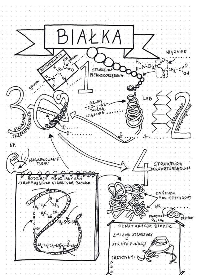 Poziomy organizacji białek