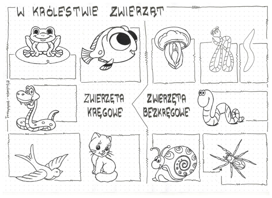 Klasa 6 - W królestwie zwierząt - sketchnotka