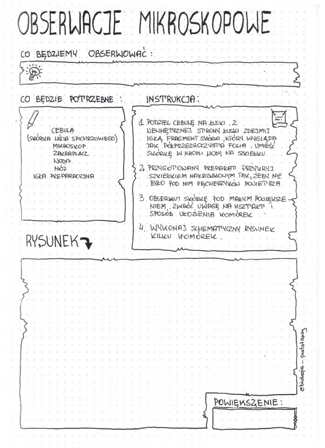 Obserwacje mikroskopowe: liść cebuli