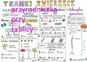 Klasa 7. Biologia. Tkanki zwierzęce