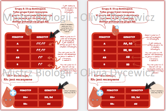 Dziedziczenie grup krwi