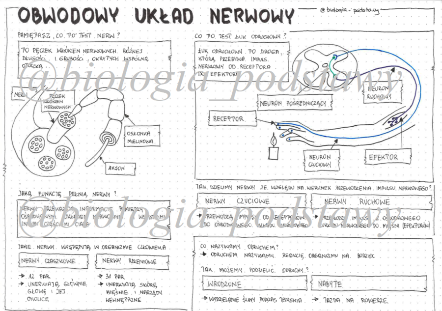 Klasa 7 - Obwodowy układ nerwowy