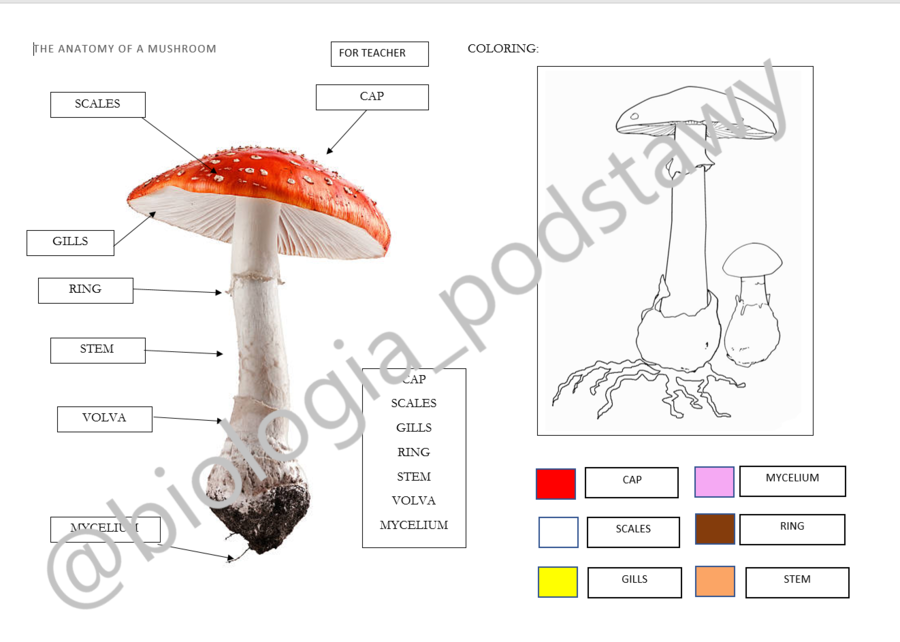 Klasa 5 - Budowa grzybów - notatka w języku angielskim