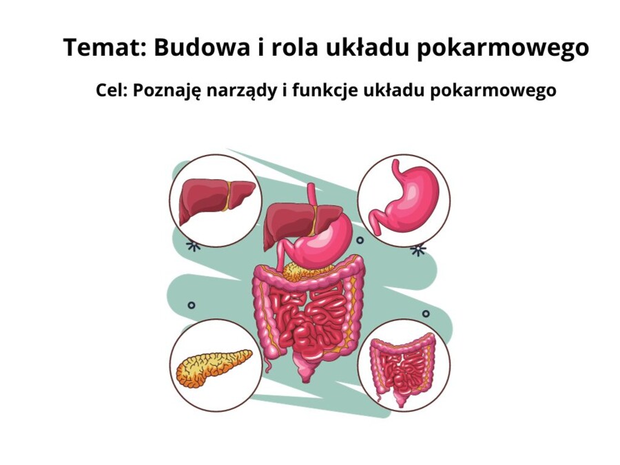 Prezentacja: Budowa i rola układu pokarmowego