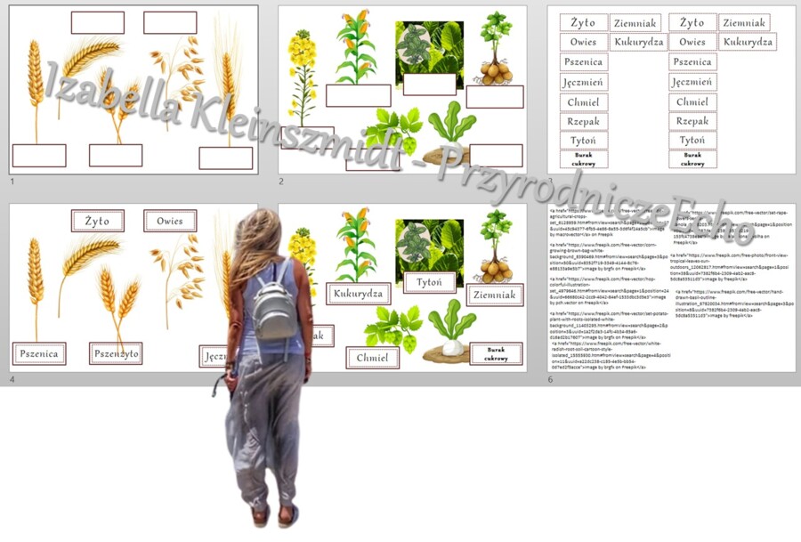 Rośliny uprawne Polski do zalaminowana/układanka/rozpoznawanie gatunków w pdf. „Produkcja roślinna”. Geografia 7 "Rolnictwo i przemysł Polski"
