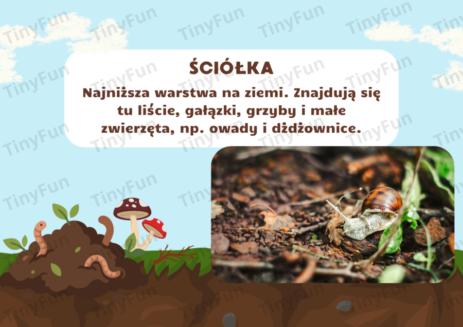 Prezentacja: Międzynarodowy Dzień Lasu – las, zwierzęta, warstwy lasu, edukacja przyrodnicza