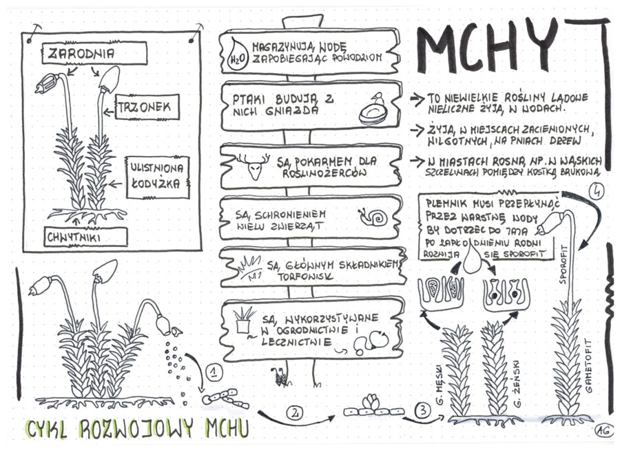 Mchy klasa 5 - Biologia