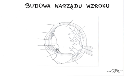 Budowa oka (karta pracy)