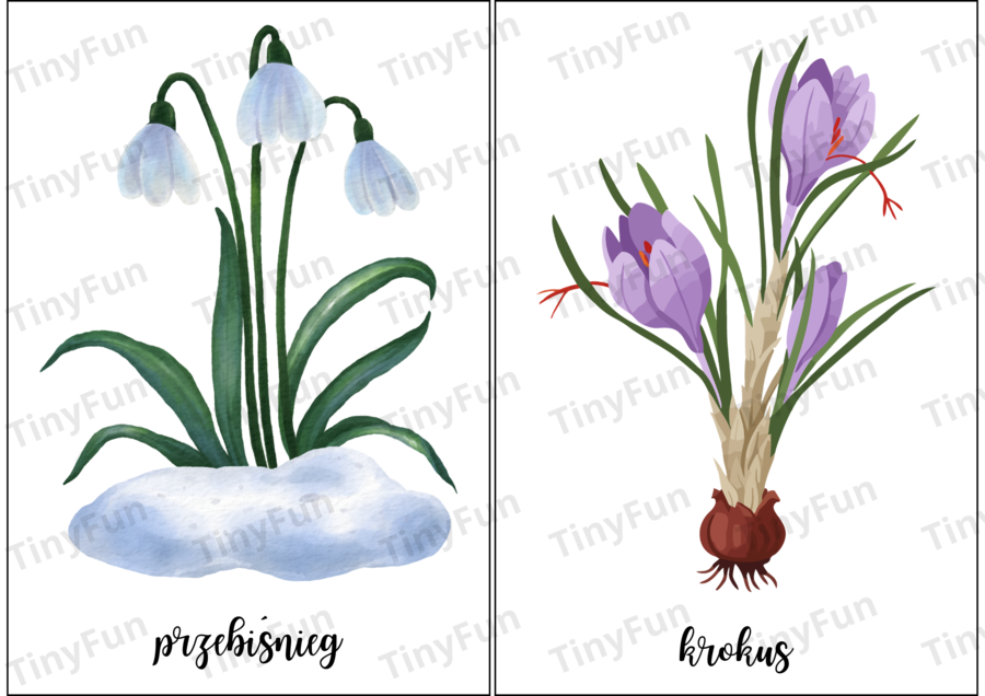 Wiosenne kwiaty i rośliny – gra memory, karty edukacyjne i terenowa zabawa przyrodnicza