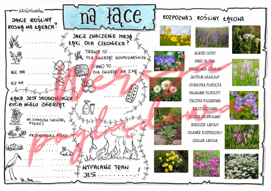 Na łące -przyroda kl. 4