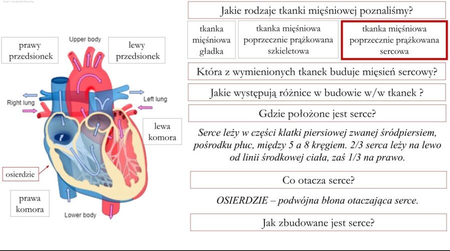 Jak uczyć biologii kreatywnie? Sketchnotki, eksperymenty i odkrywcze lekcje – webinar Anety Górzyńskiej