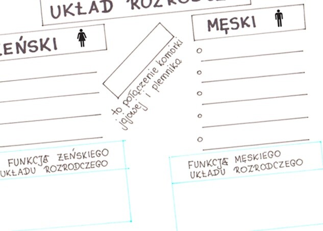 Układ rozrodczy - KP