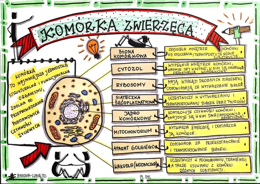 Klasa 5. Biologia. Komórka zwierzęca. (dwie karty pracy: kolorowa + do uzupełnienia)