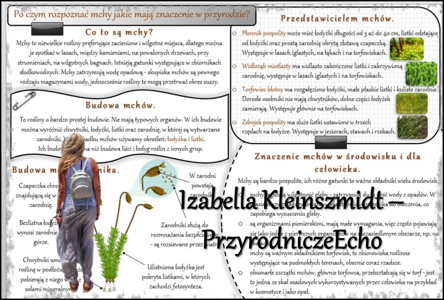 Zestaw sketchnotek/notatek/streszczeń/wklejek/ściąg dla ucznia i nauczyciela/edukacja domowa w pdf. Biologia 5 dział „Mchy. Paprotniki. Nagonasienne. Okrytonasienne”. Notatki zostały wykonane na podstawie podręcznika z wydawnictwa WSiP.