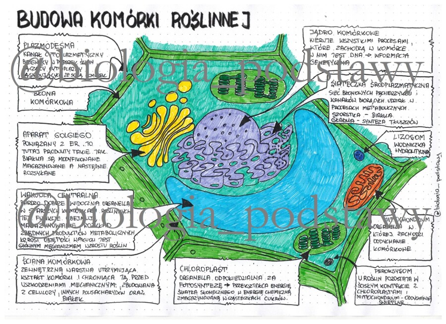 Budowa komórki roślinnej - klasa 5 - sketchnotka
