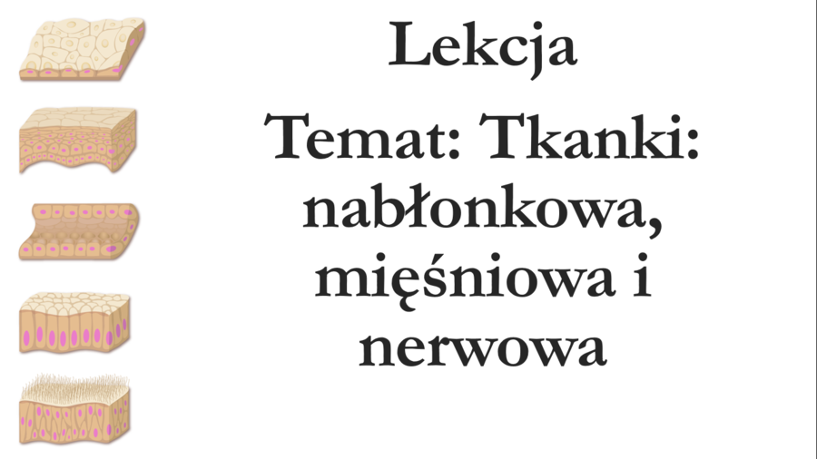 Klasa 6 - Tkanki: nabłonkowa, mięśniowa, nerwowa - prezentacja
