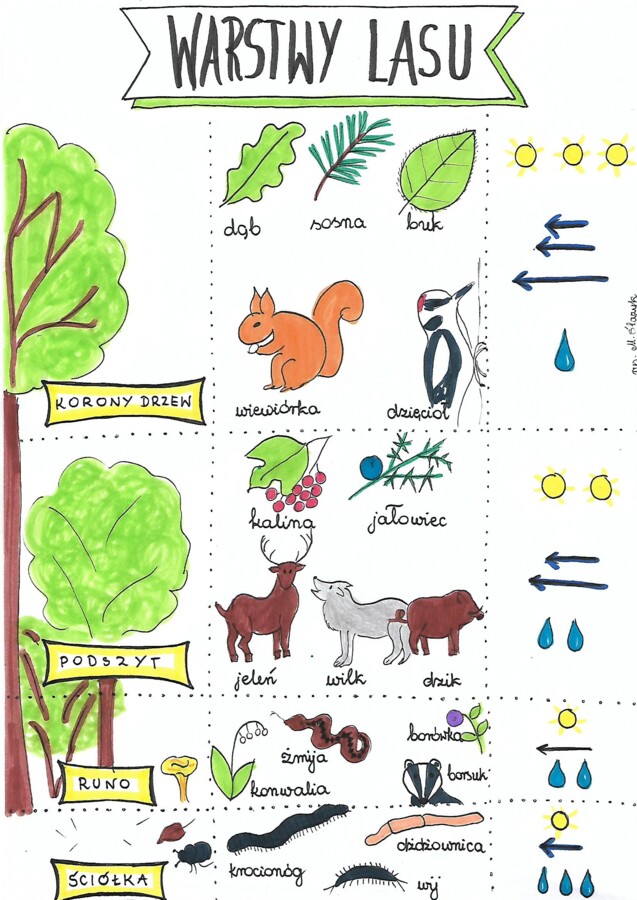 Warstwy lasu