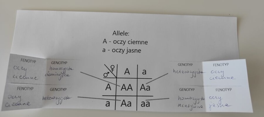 Genotyp i fenotyp - okienkowa notatka