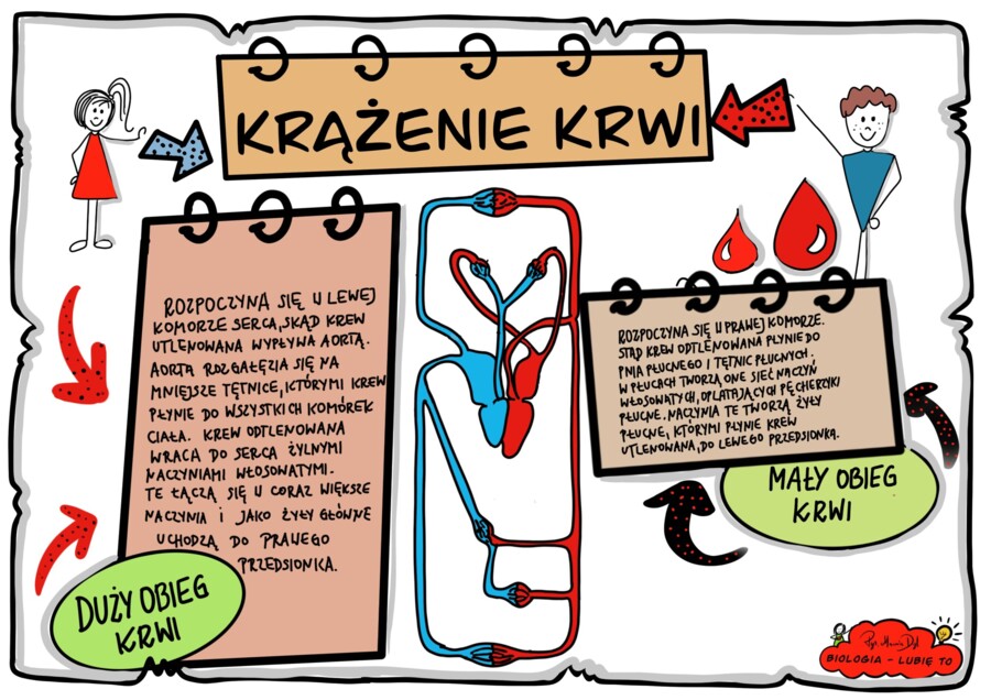 Klasa 7. Biologia. Karta pracy. Krążenie krwi (kolorowa karta pracy)