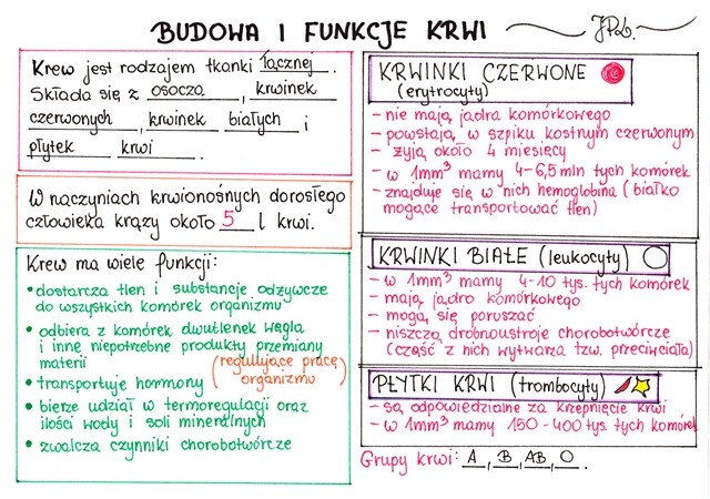 Budowa i funkcje krwi (sketchnotka)