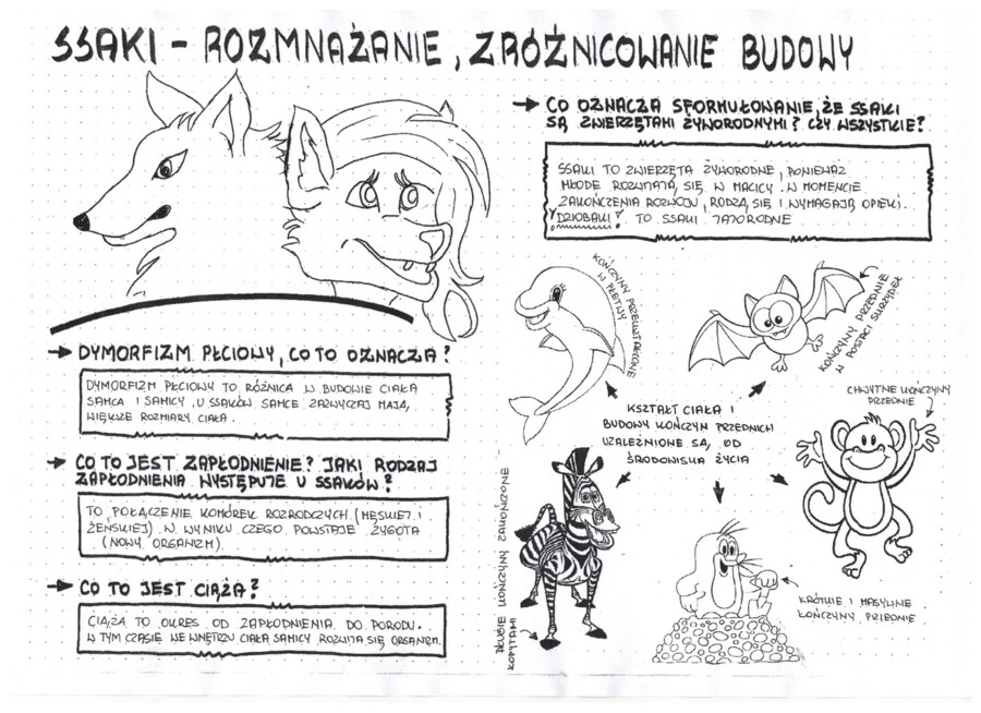 Ssaki - zróżnicowanie budowy ciała - klasa 6- sketchnotka