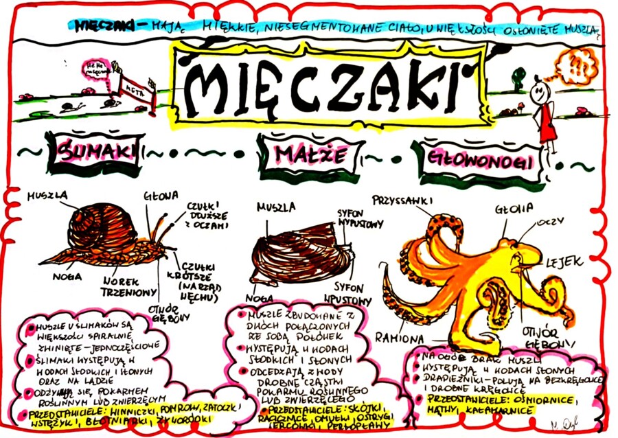 Klasa 6. Biologia. Mięczaki (karta pracy kolorowa)