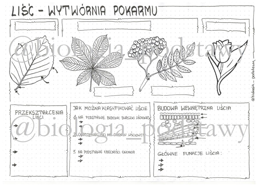Klasa 5 - Liść - KP
