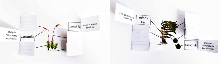 Mchy i paprocie - okienkowa notatka