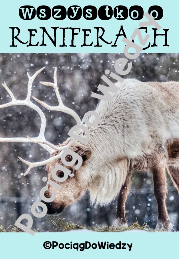 Zima - Wszystko o reniferach