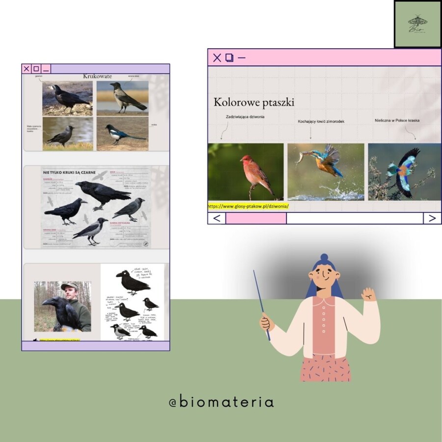 Przegląd PTAKÓW Polski