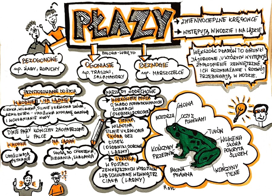 Klasa 6. Biologia. Płazy (karta pracy kolorowa)