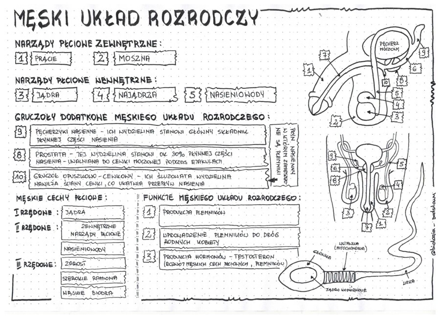Męski układ rozrodczy - anatomia - klasa 7 - sketchnotka