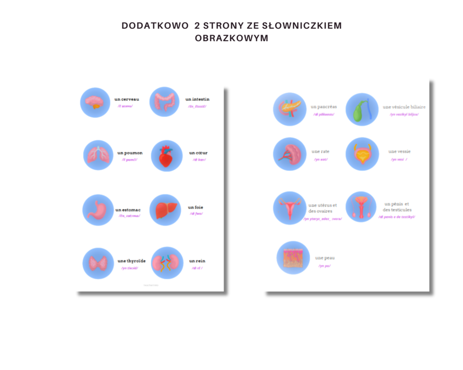 Język Francuski Medyczny, Anatomia, Organy i ich funkcje, Ćwiczenia, Słownictwo, Karty Pracy, Principaux organes du corps humain, Anatomie humaine